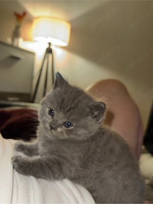 Wunderschönes Britisch Kurzhaar (BKH) Kitten in der Farbe Blue sucht ein liebevolles Zuhause.