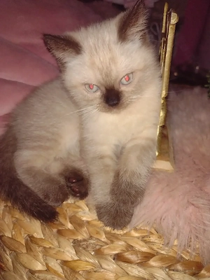 Zuckersüße BKH Kitten (kinderlieb & top sozialisiert) Einzeln oder zum Geschwisterpreis 850,00