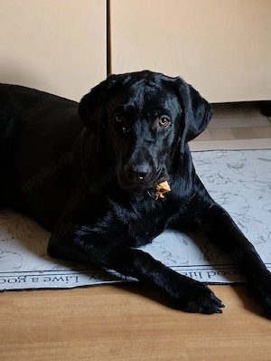 Labrador Welpe