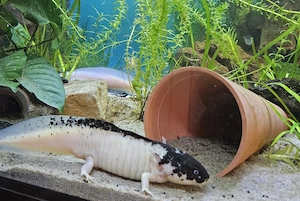 Axolotl mit kompletten Zubehör