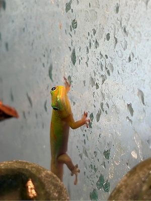 Phelsuma Laticauda -Goldstaubtaggeckos