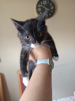 katzenbaby kleiner Kater 