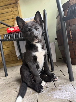 Husky mix Welpe weibchen 