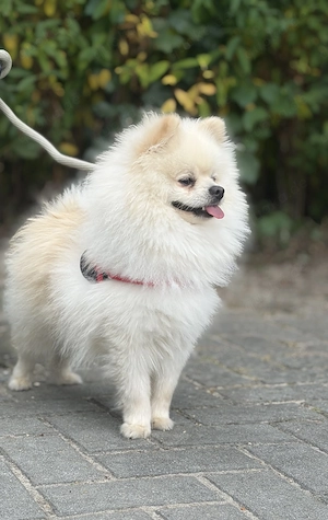 Pomeranian rüde 