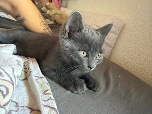 Britisch Kurzhaar Kitten
