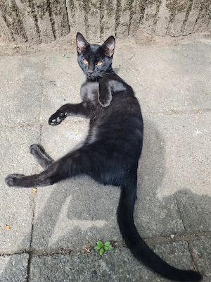 Ein junge Kater 