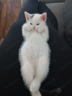 Kater anzugeben 