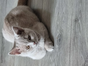 Wunderschöne Britisch Kurzhaar (BKH)-Kitten suchen ein liebevolles Zuhause