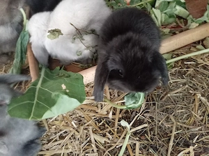 Bunny Jungtier it's a boy zu verkaufen 