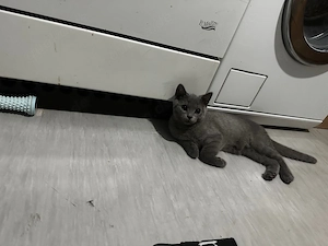  Beschreibung Britisch Kurzhaar-Kater : Dieses Angebot gilt nur heute und morgen für 150  Alter 3,5 