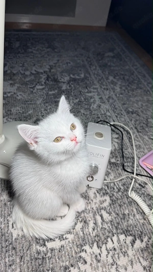 Perser x Britisch Kurzhaar Kitten   weiß 600  