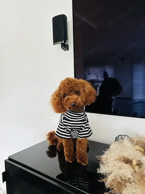 Toypudel zuckersüß 