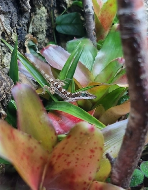 Anolis bahorucoensis 