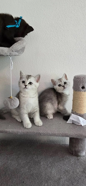 Süße Britisch Kurzhaar (BKH) Kitten abzugeben   Abgabe mit 12 Wochen