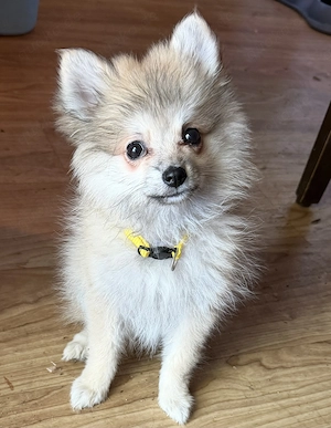 Pomeranian Deutsche Spitz