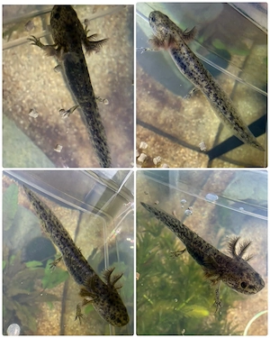 Axolotl Jungtiere Wildling