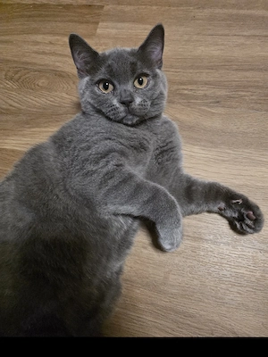 Wunderschöne BKH Katze in Blue   sehr verschmust & lieb