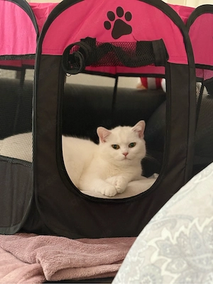 Britisch Kurzhaar Katze