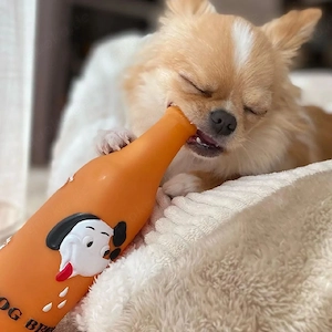 Chihuahua Welpe