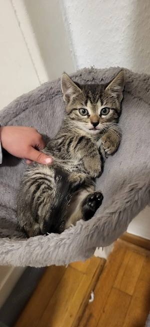Suße baby Katzen suchen neues Zuhause 