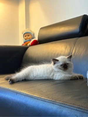 Perser x Britisch Kurzhaar Kitten