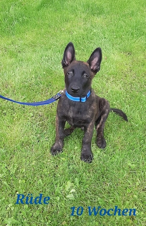 Malinois X-Herder Welpen 