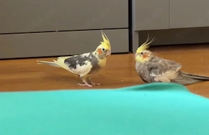 Nymphensittich Pärchen mit käfig