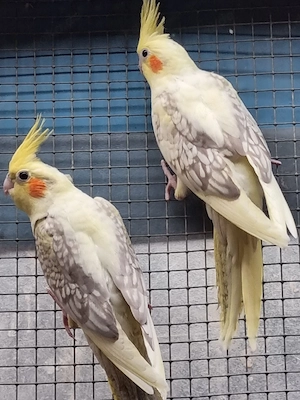 Nymphensittiche