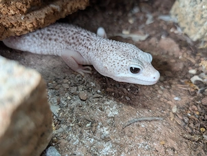 1.0 Leopardgecko mit Terrarium 