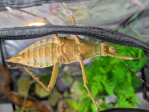 Riesen Dornschrecke+Terrarium 