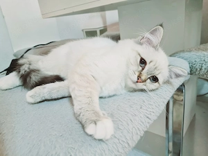Ragdoll Kitten dürfen ausziehen 