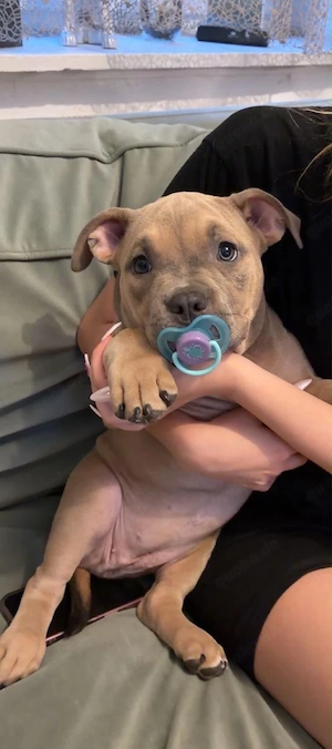 American Bully Welpe ABKC