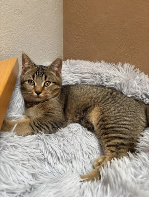BKH-Bengal Mix Kitten,Katzenbaby männlich