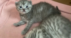 BKH Kitten silver  blue tabby reinrassig