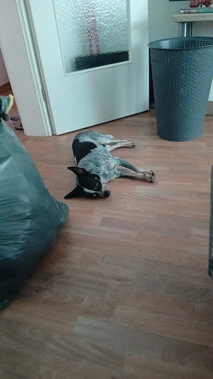 Hallo ich bin milo 