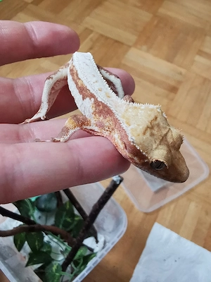 Kronengecko Correlophus ciliatus 