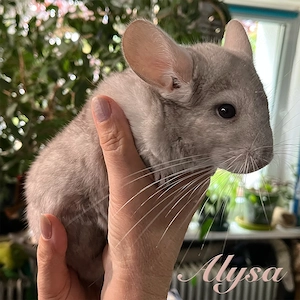 2 zutrauliche junge Chinchillas suchen einzeln oder zusammen ein liebevolles Zuhause