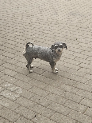 Bolonka - Shih-tzu-Mix 