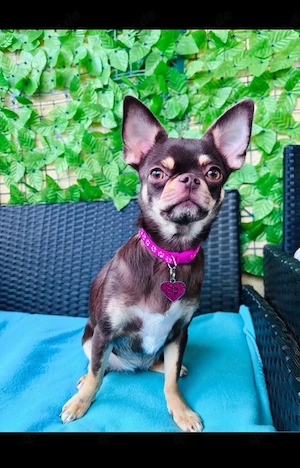 Wunderschöne 1 eingärige Chihuahua Hündin 