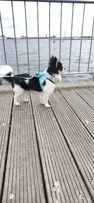 Chihuahua Langhaar tricolor 