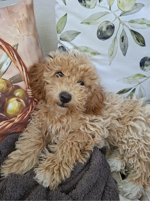 Maltipoo Rüde abgabebereit