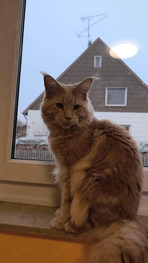  Deckkater Main Coon 
