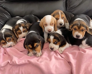 Beagle Welpen