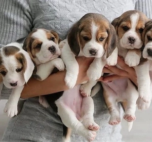 Beagle welpen