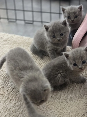 bkh kitten reinrassig 