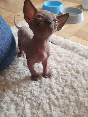 Sphinx Kitten suchen eigene Familie