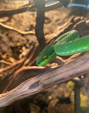 2x Trimeresurus albolabris   Weißlippen-Bambusotter 2.0