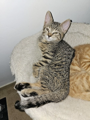 zuckersüßer Katerle sucht Liebevolles Zuhause 