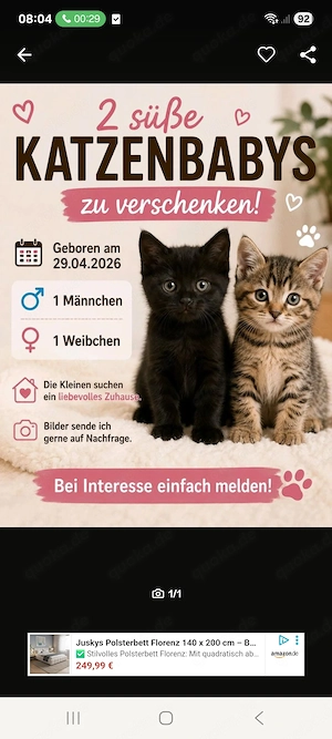 2 Süße Katzenbabys abzugeben.