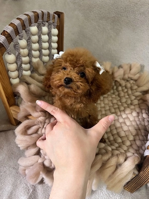 Teacup Pudel Toy Toypudel Hündin Red